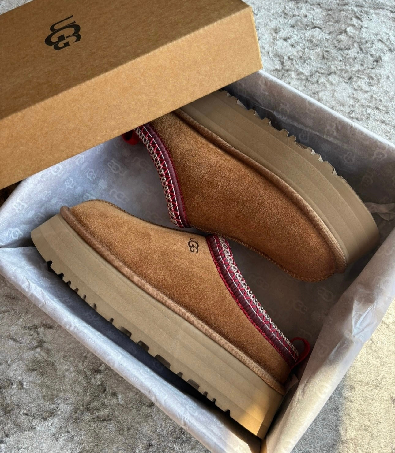 Chestnut tazz in stock